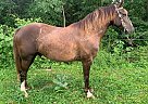 Smokey - Gelding in Eubank, KY Smokey - Gelding in Eubank, KY