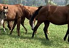 Quarter Horse - Horse for Sale in Little Fort, BC V0E2C0 Quarter Horse - Horse for Sale in Little Fort, BC V0E2C0