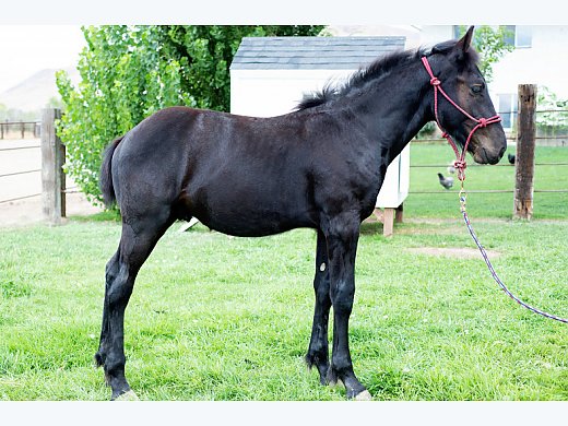Percheron Weanling For Sale