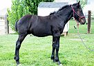 Percheron - Horse for Sale in Genola, UT 84655