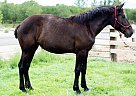 Percheron - Horse for Sale in Genola, UT 84655