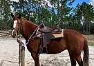 Quarter Horse - Horse for Sale in Fountain, FL 32438
