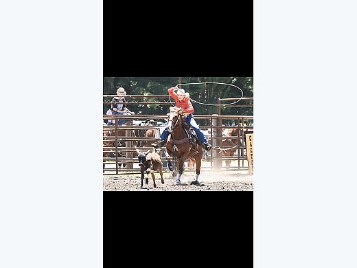 Quarter Horse for Sale