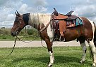 Jigsaw - Gelding in Eubank, KY Jigsaw - Gelding in Eubank, KY