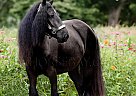 Gypsy Vanner - Horse for Sale in Scotland Neck, NC 27874 Gypsy Vanner - Horse for Sale in Scotland Neck, NC 27874