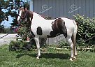 Fancy - Mare in Lancaster, KY Fancy - Mare in Lancaster, KY