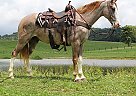 Gunner - Gelding in Parkers Lake, KY Gunner - Gelding in Parkers Lake, KY