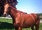 - Gelding in Kingston, ON - Gelding in Kingston, ON