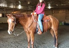 Quarter Horse (Quarter Horse, Mare) in Petersburg, OH