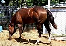 Quarter Horse - Horse for Sale in Tacoma, WA 98446