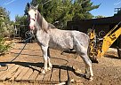 Atlas - Gelding in Palmdale, CA Atlas - Gelding in Palmdale, CA