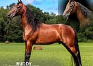 Tennessee Walking - Horse for Sale in , TN 37091