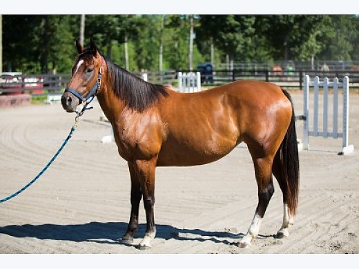 Thoroughbred Bay Mare With 3 Socks
