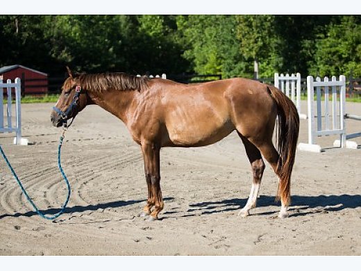 Thoroughbred Chestnut Mare With 2 Socks