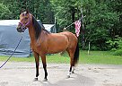 Arab / Saddlebred Cross Amara