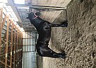 Fell Pony Gelding Jasper
