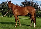 Legacy - Gelding in Zumbro Falls, MN Legacy - Gelding in Zumbro Falls, MN