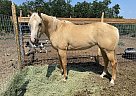 Sunny - Mare in Rifle, CO Sunny - Mare in Rifle, CO