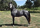 Andalusian - Horse for Sale in San Luis Obispo, CA 93420 Andalusian - Horse for Sale in San Luis Obispo, CA 93420
