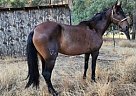 Azteca - Horse for Sale in Corning, CA 96021