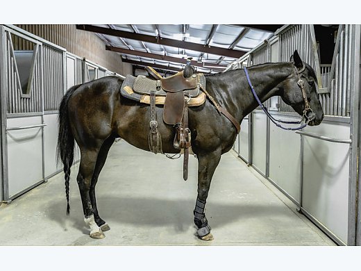 Barrel Racing Horse For Sale
