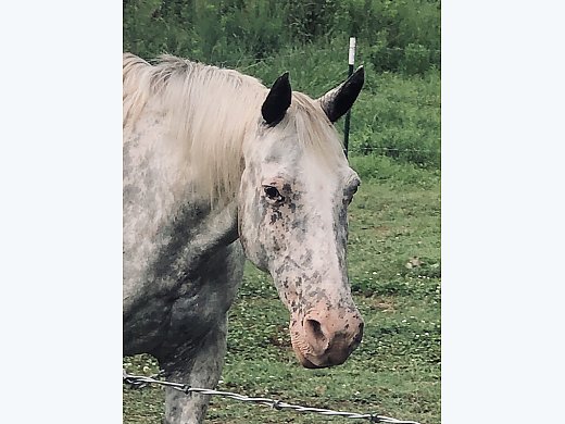 Beautiful Tennesse Walker