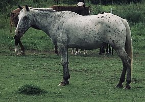 Tennessee Walking (Tennessee Walking, Mare) in Baton Rouge, LA