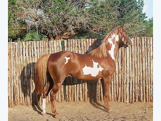 Breeding Stallion- Price Reduced
