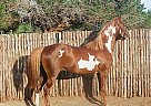Paint - Horse for Sale in Burnet, TX 