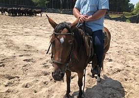Quarter Horse (Quarter Horse, Mare) in Jacksonville, FL
