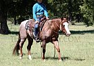 Paint - Horse for Sale in Millsap, TX 75496 Paint - Horse for Sale in Millsap, TX 75496