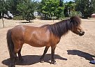 Miniature - Horse for Sale in Elk Grove, CA 95624