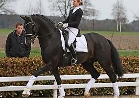 Hanoverian (Hanoverian, Stallion) in Lady Lake, FL