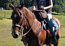 Quarter Horse - Horse for Sale in Wilkesboro, NC 28697