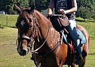 Quarter Horse - Horse for Sale in Wilkesboro, NC 28697