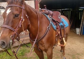 Quarter Horse (Quarter Horse, Gelding) in Wilkesboro, NC
