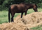 Standardbred - Horse for Sale in Baton Rouge, LA 70814