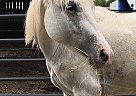Gray Arab Mix for Sale Winnie