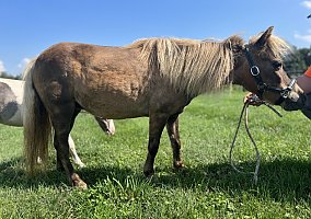Miniature Horse (Miniature Horse, Mare) in Lancaster, PA
