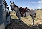 Arrow - Mare in Grand Junction, CO Arrow - Mare in Grand Junction, CO
