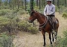 Vaquero - Gelding in La Center, WA Vaquero - Gelding in La Center, WA