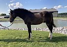 Clydesdale - Horse for Sale in Dunnville, ON N1A2W8