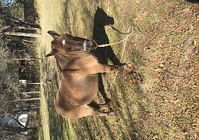 Mule (Mule, Gelding) in Granbury, TX