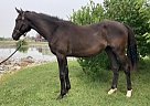 Hanoverian - Horse for Sale in Dunnville, ON N1A2W8