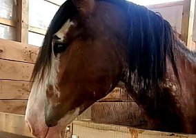 Draft (Percheron, Belgian, Clydesdale, Shire) (Draft (Percheron, Belgian, Clydesdale, Shire), Stallion) in Ashland, OH