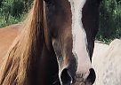 Quarter Horse - Horse for Sale in Baton Rouge, LA 70814