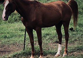Quarter Horse (Quarter Horse, Mare) in Baton Rouge, LA