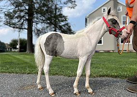 Miniature Horse (Miniature Horse, Stallion) in Lancaster, PA