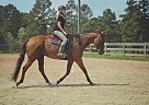 Thoroughbred For Sale! Thoroughbred Gelding