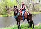 Tennessee Walking - Horse for Sale in Fort Collins, CO 80534